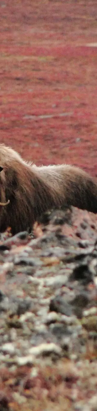 Moschus-Ochsen in der grönländischen Tundra